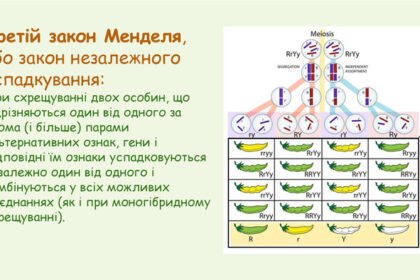 закони менделя