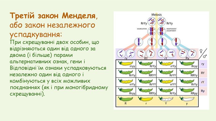 закони менделя