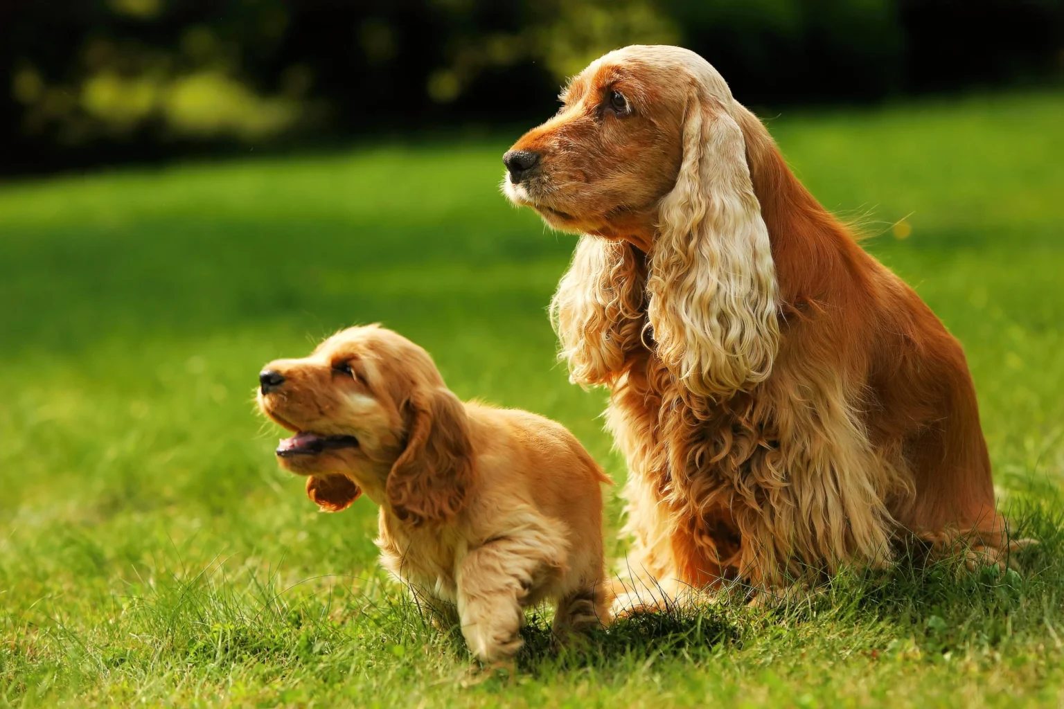 кокер спаниель