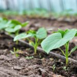 капельная лента