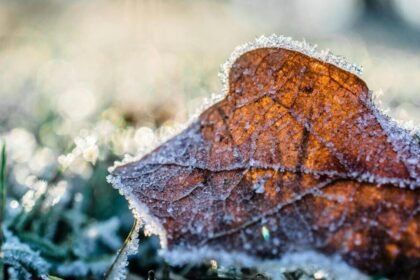 коли будуть заморозки